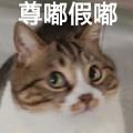 九命真的想更